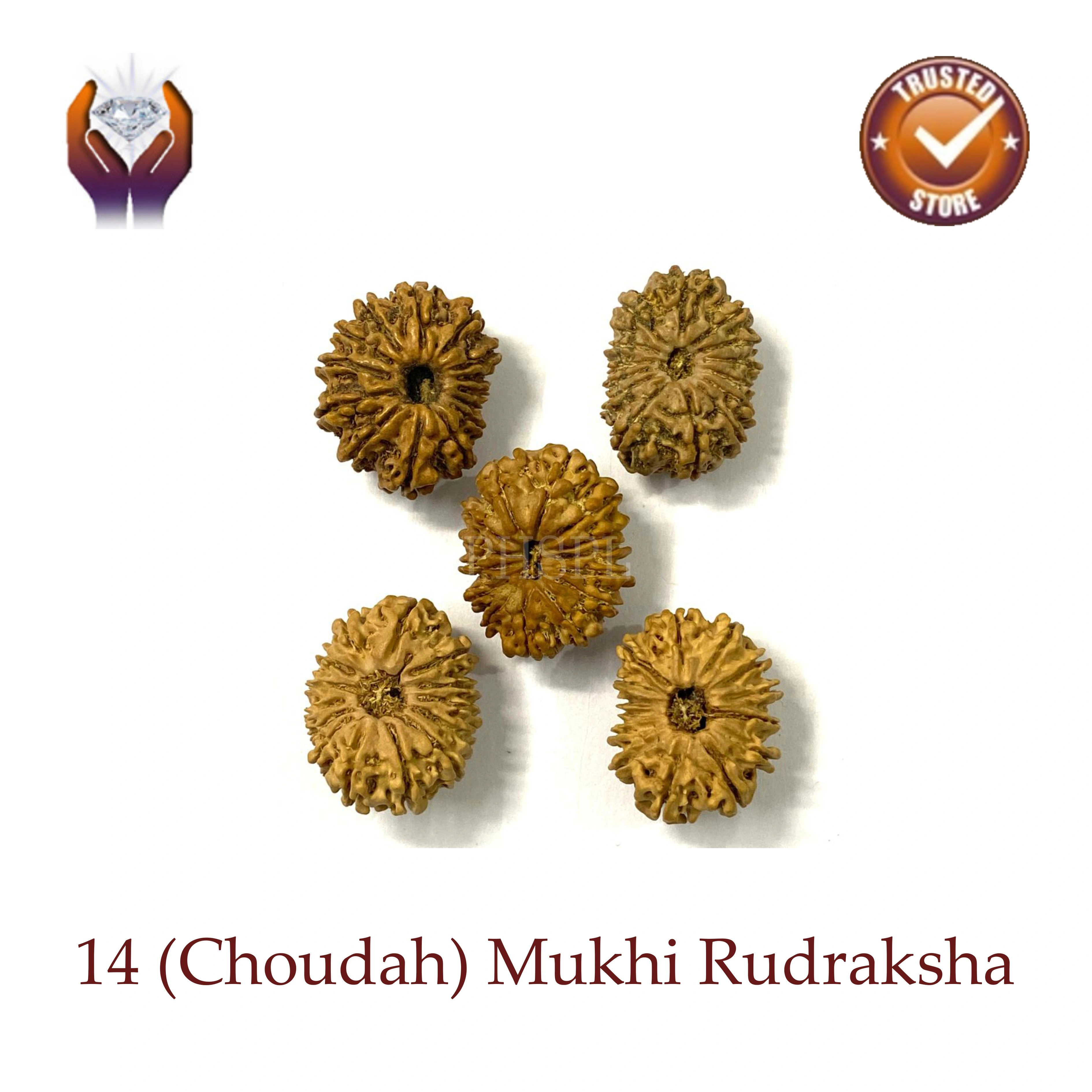 Fourteen Mukhi Rudraksha