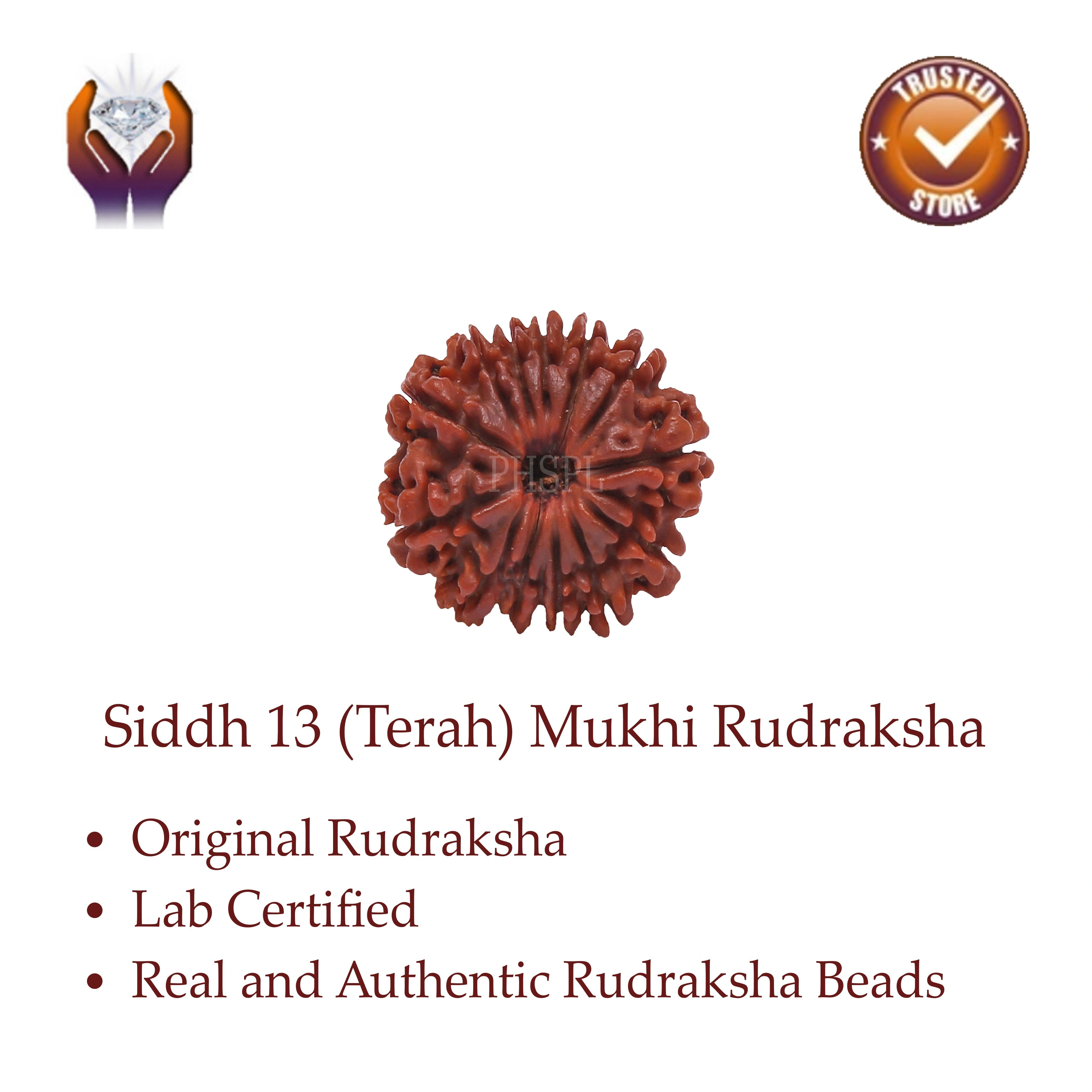 13 Mukhi Rudraksha Benefits