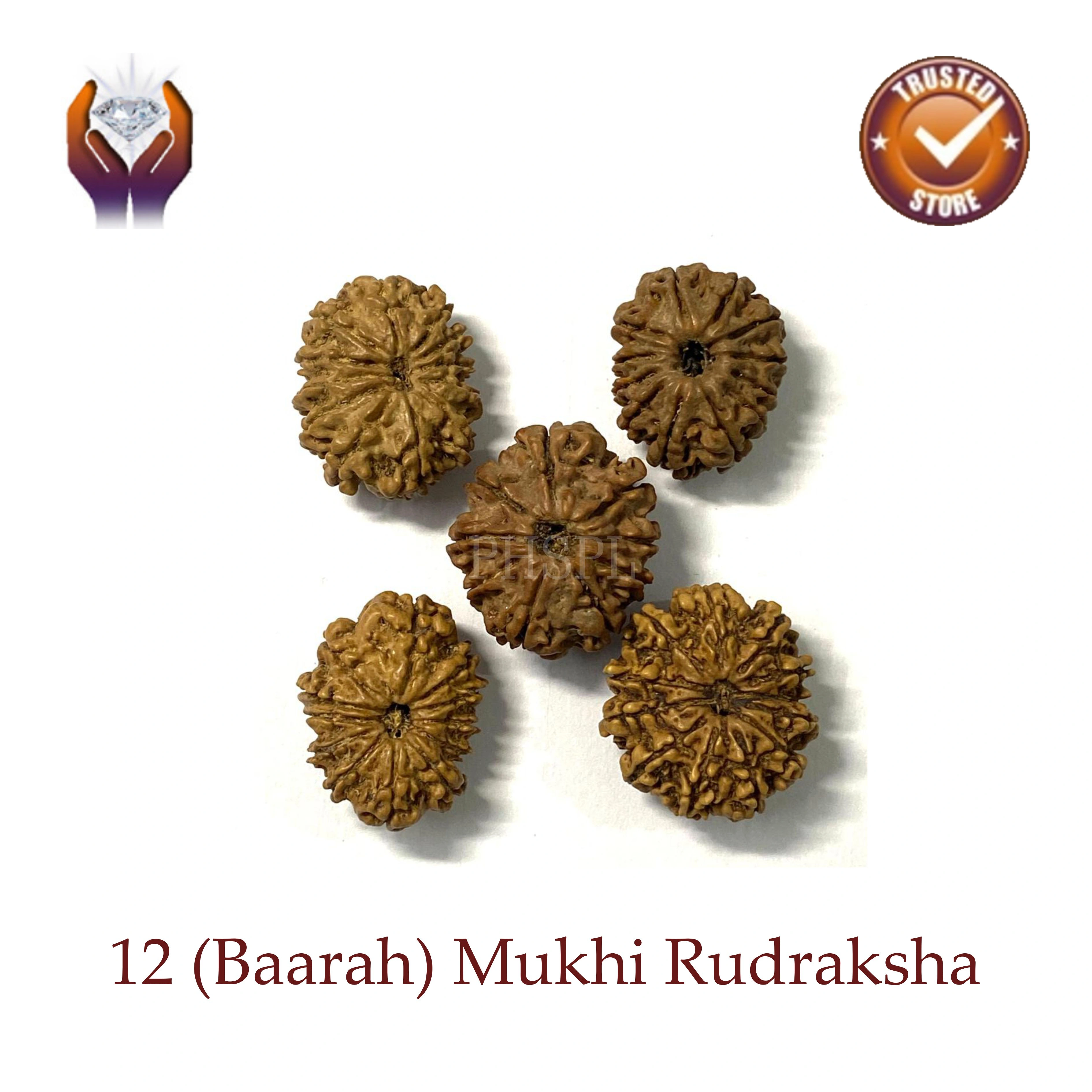 Baarah Mukhi Rudraksha