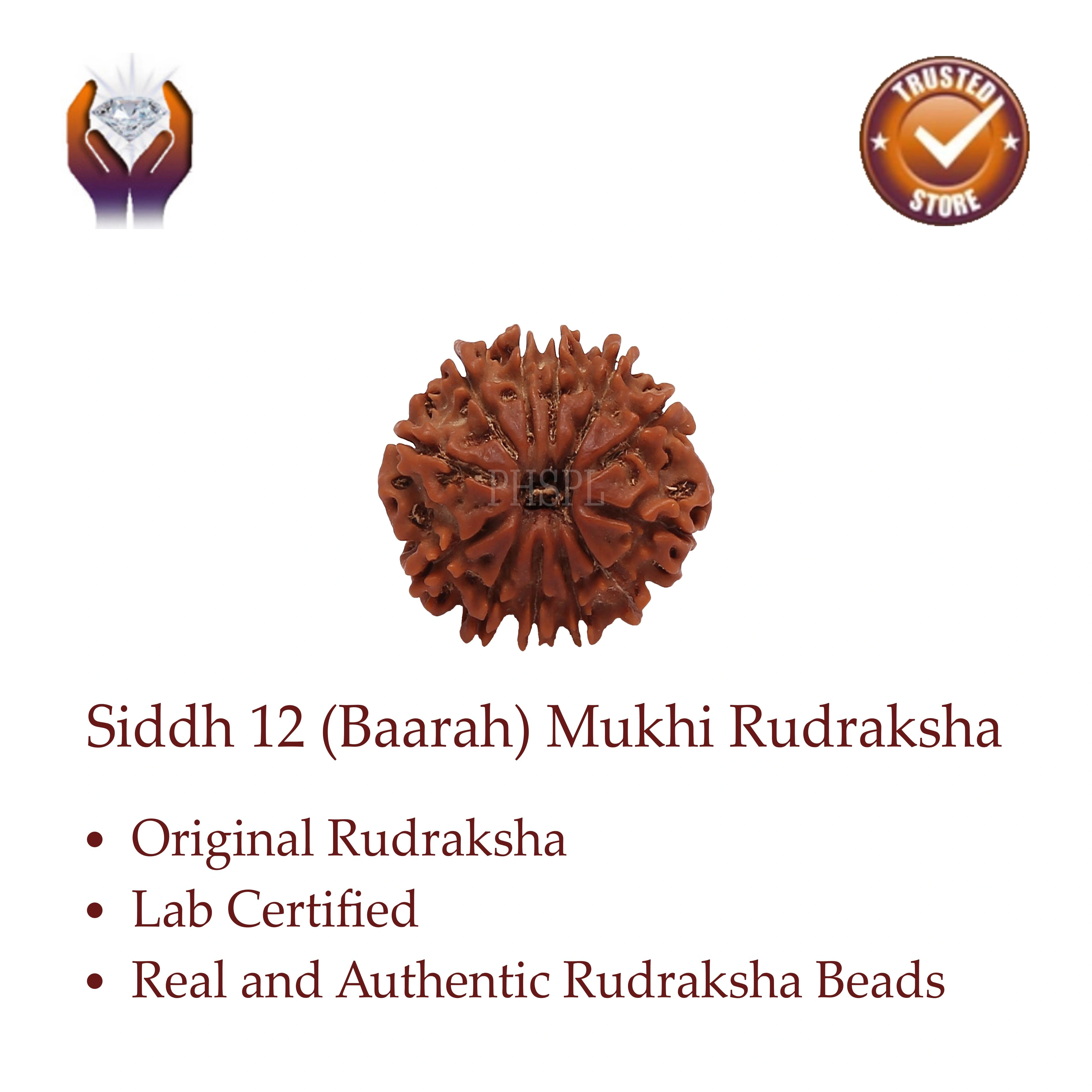 12 Mukhi Rudraksha Benefits