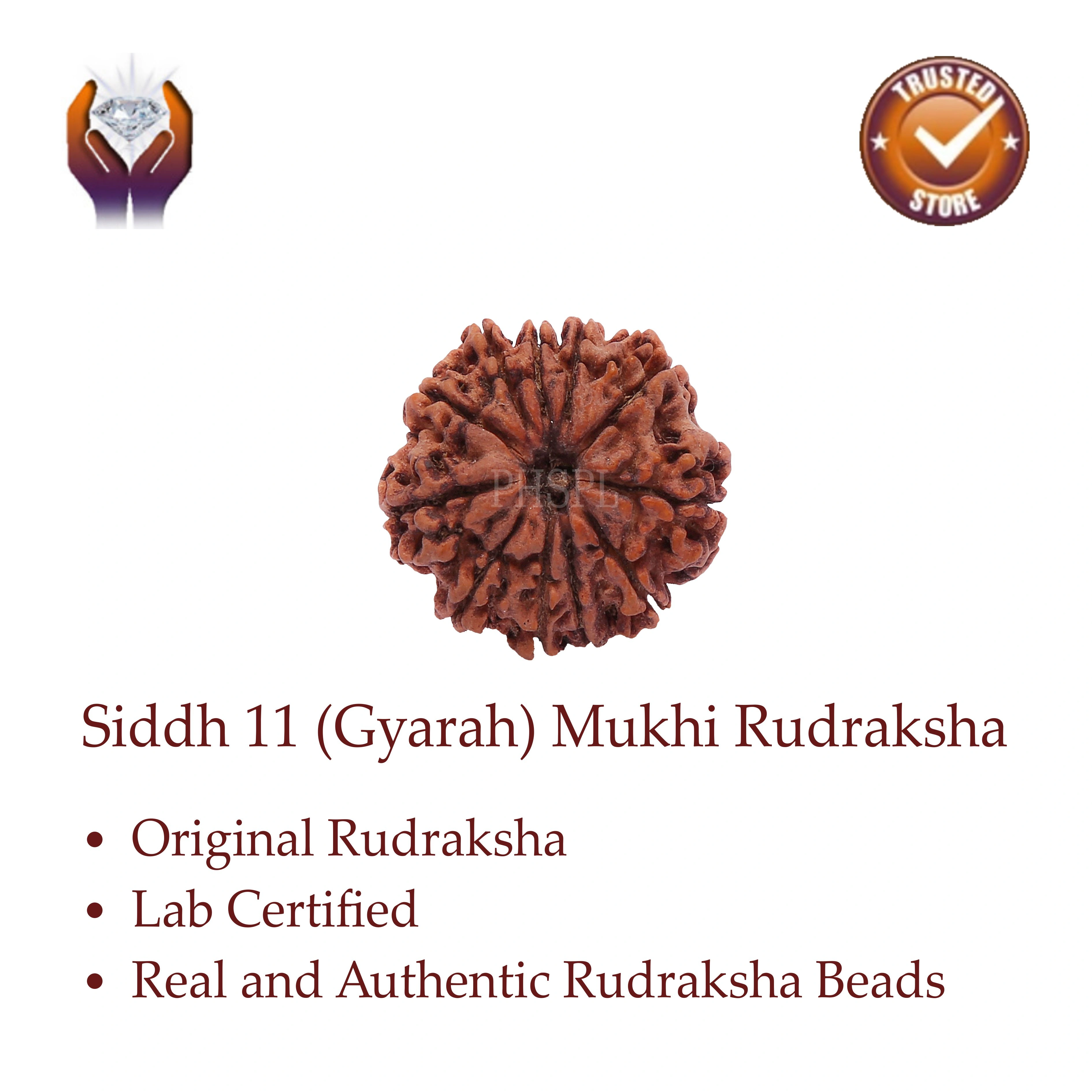 11 Mukhi Rudraksha Benefits