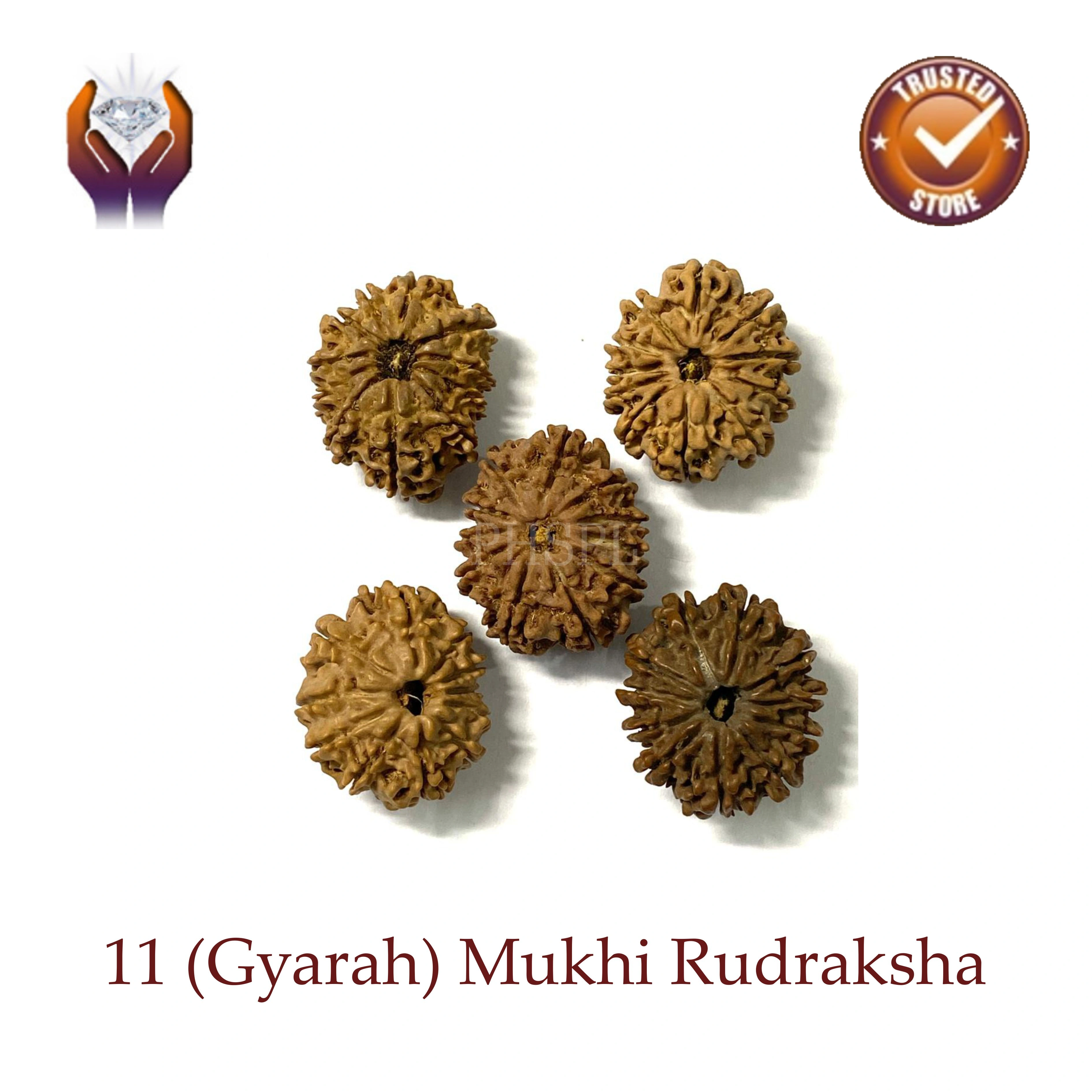 Gyarah Mukhi Rudraksha