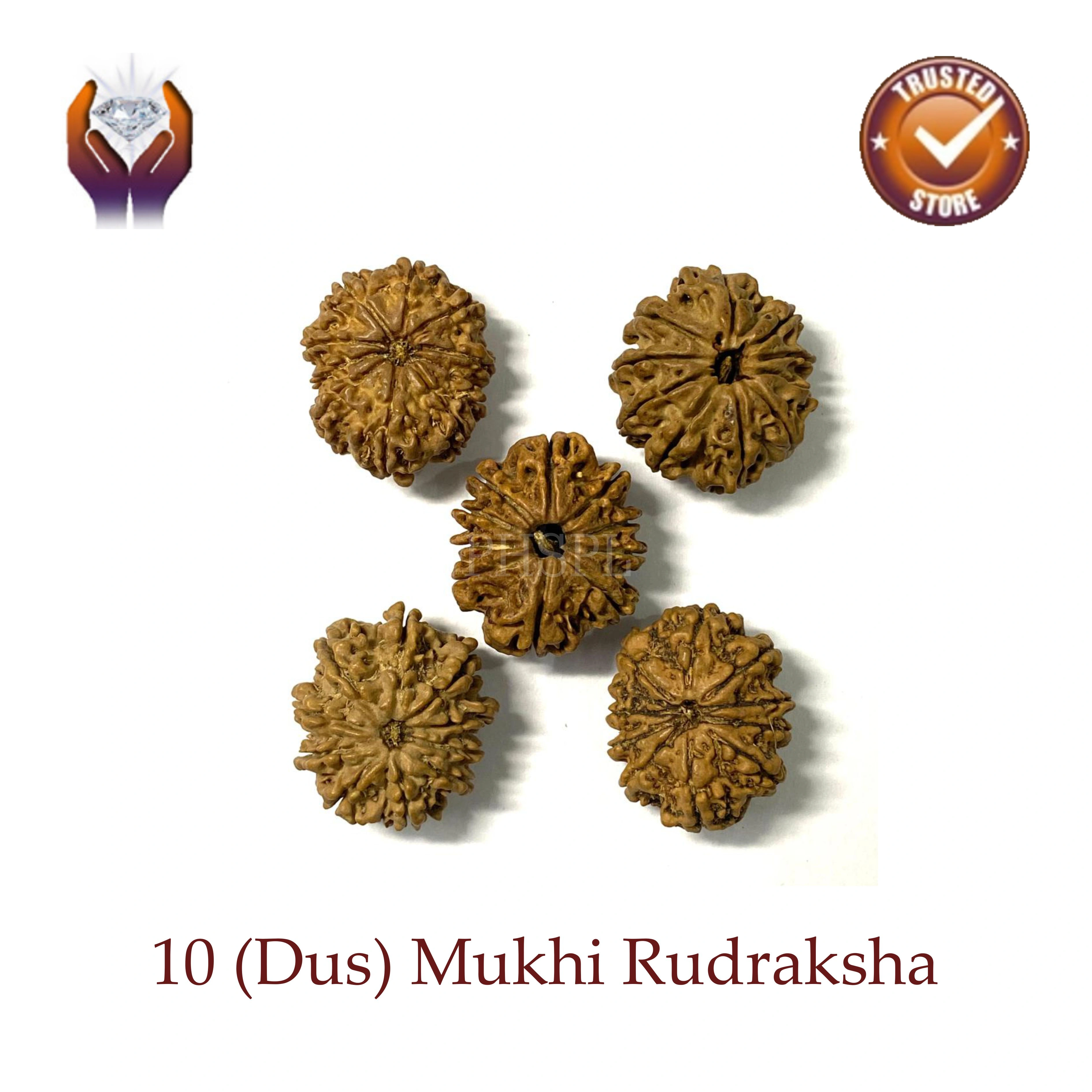 Ten Mukhi Rudraksha