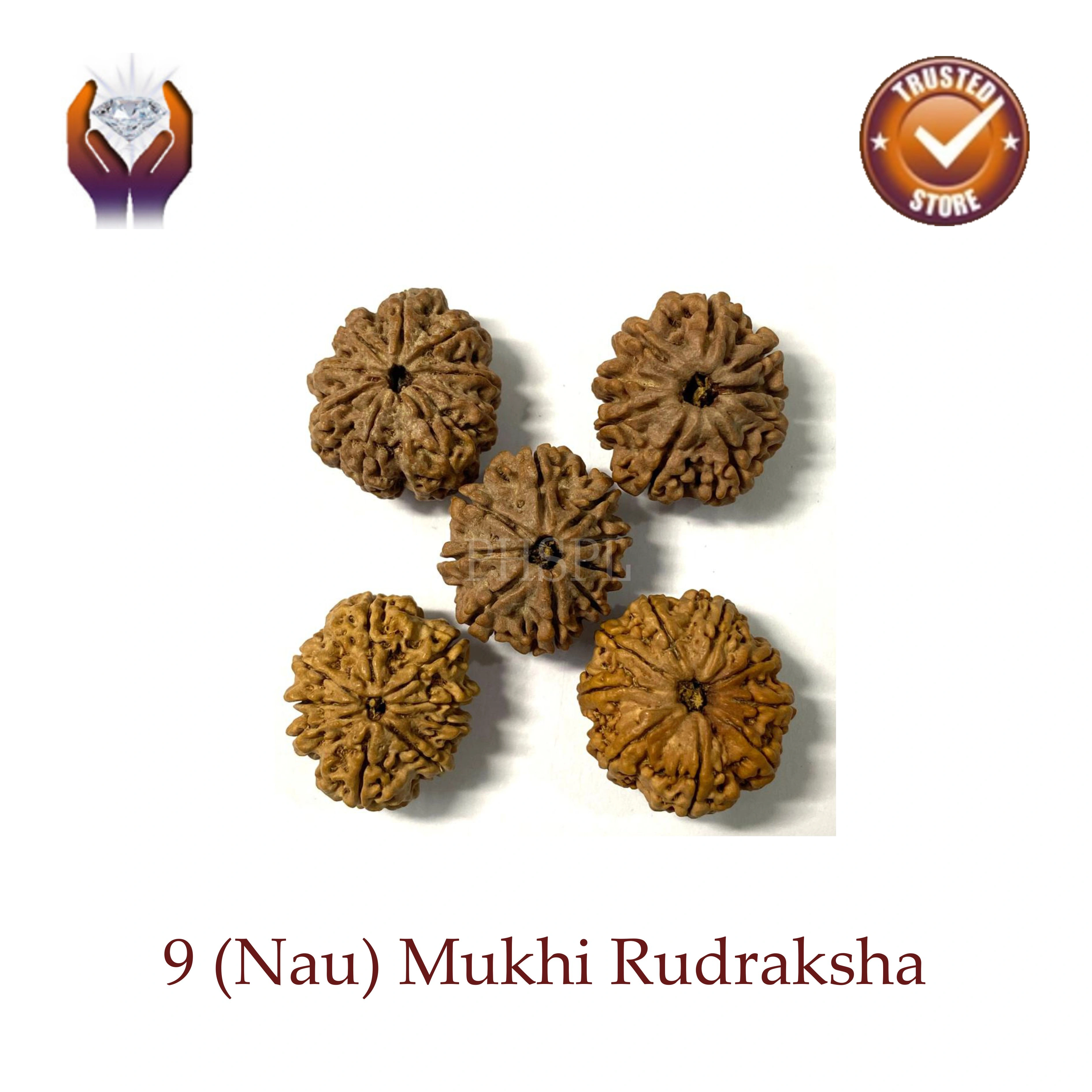 Nau Mukhi Rudraksha