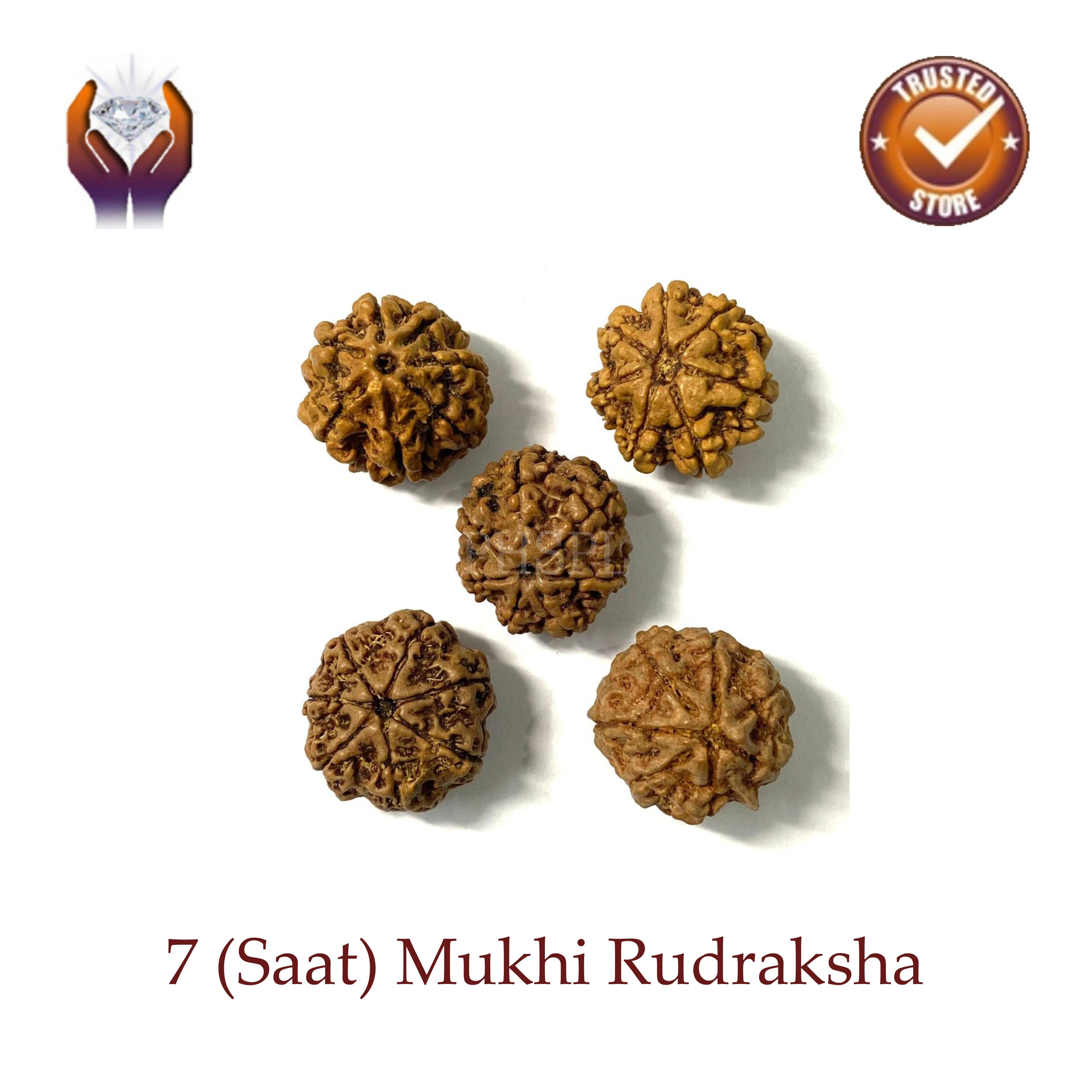 Saat Mukhi Rudraksha