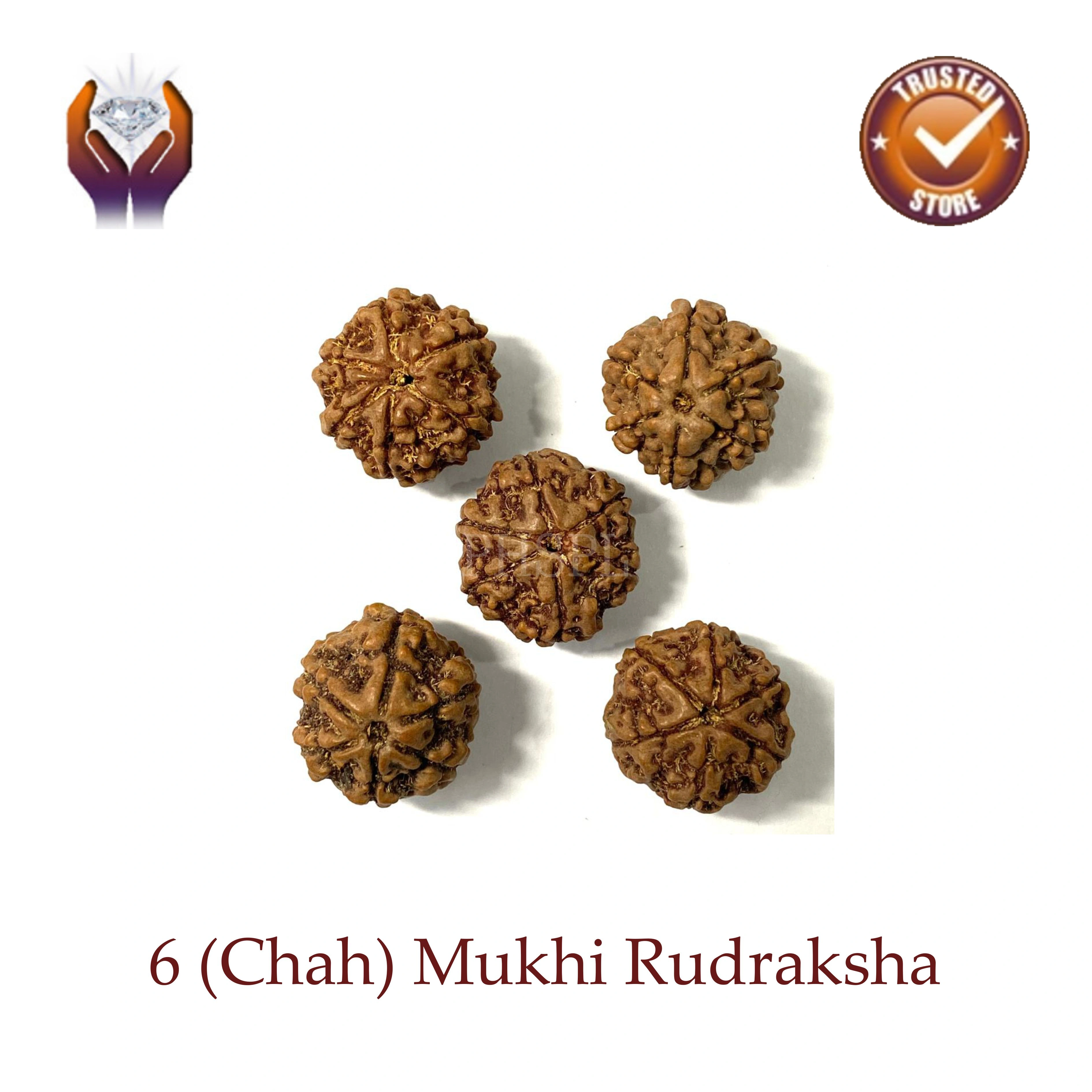 Six Mukhi Rudraksha
