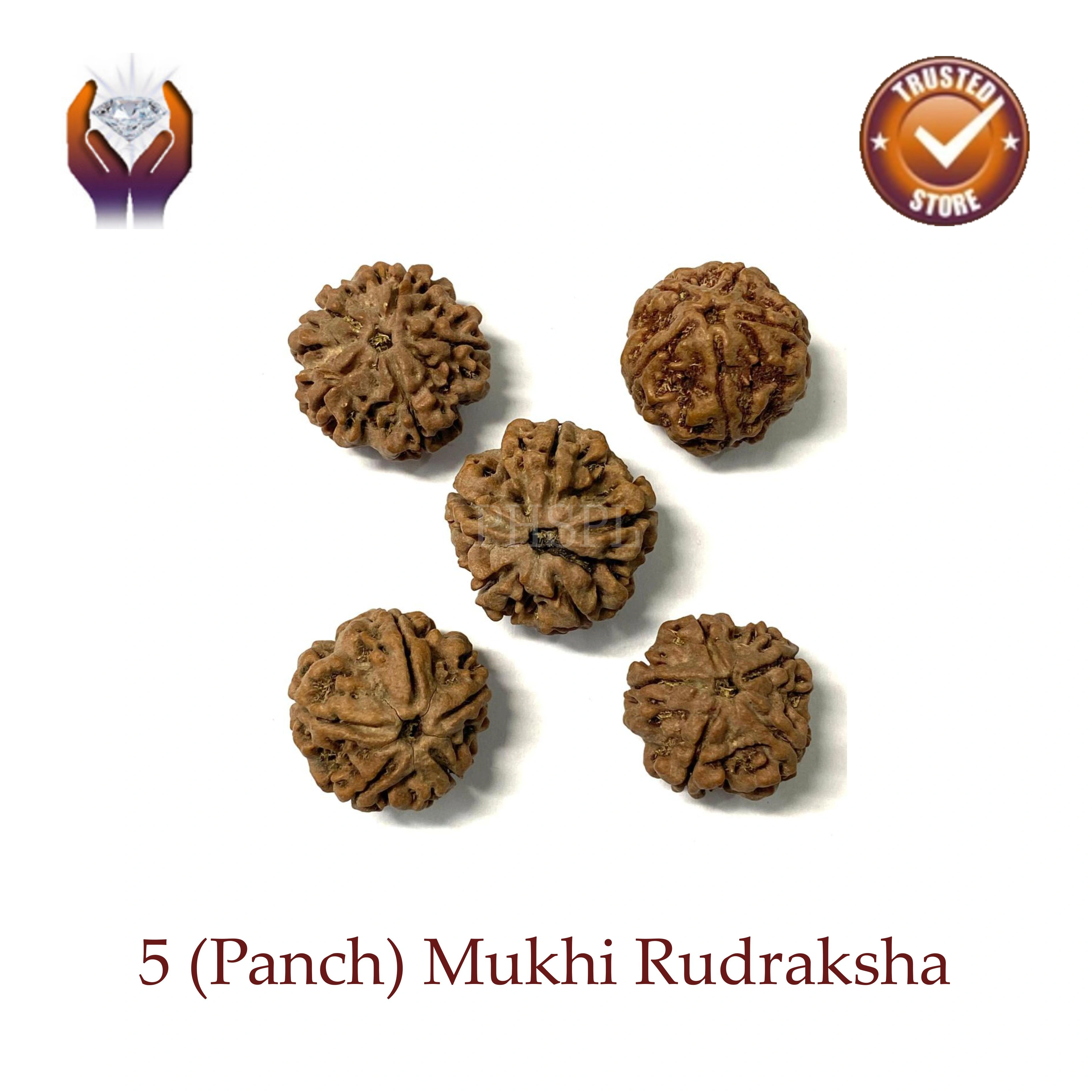 5 Mukhi Rudraksha