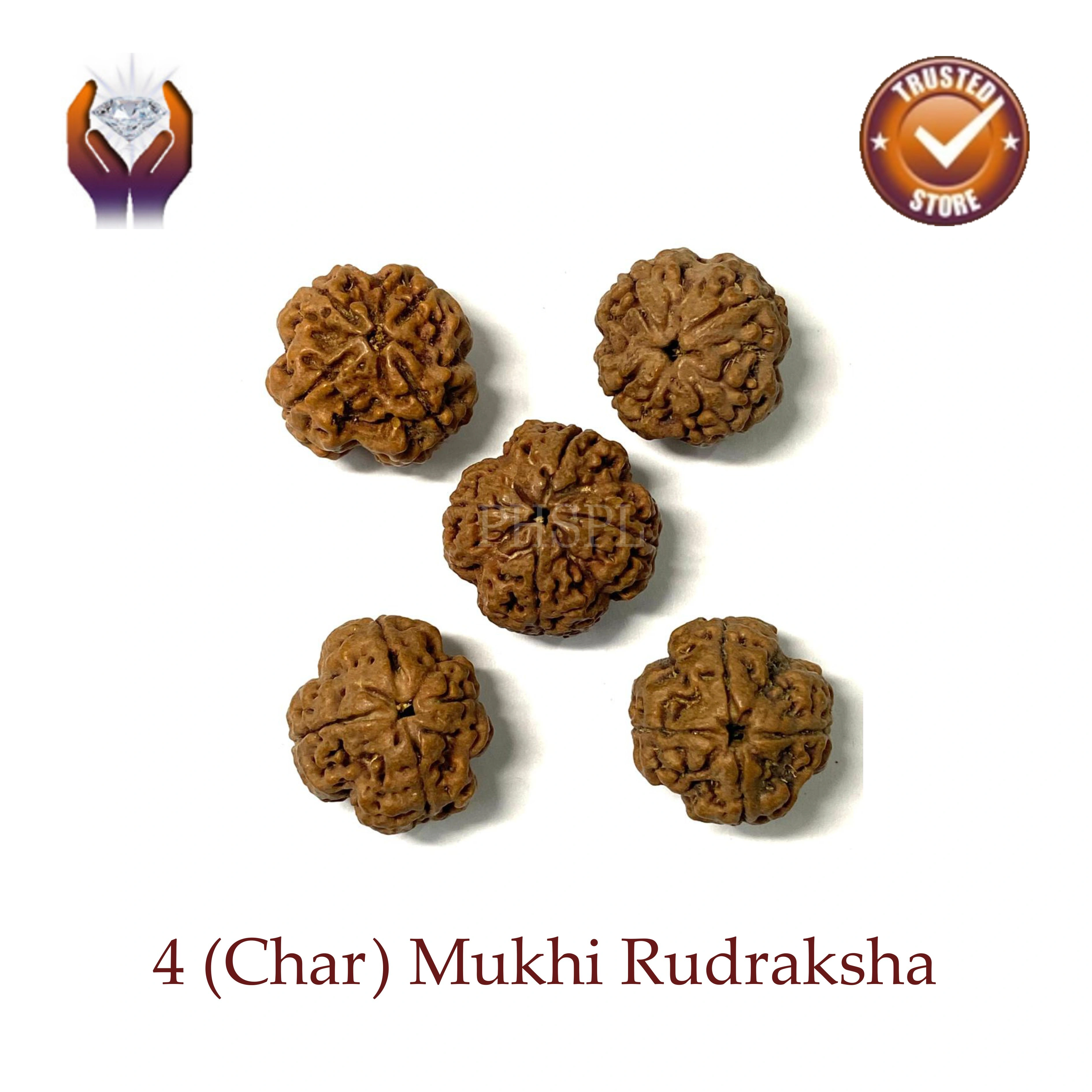 Char Mukhi Rudraksha