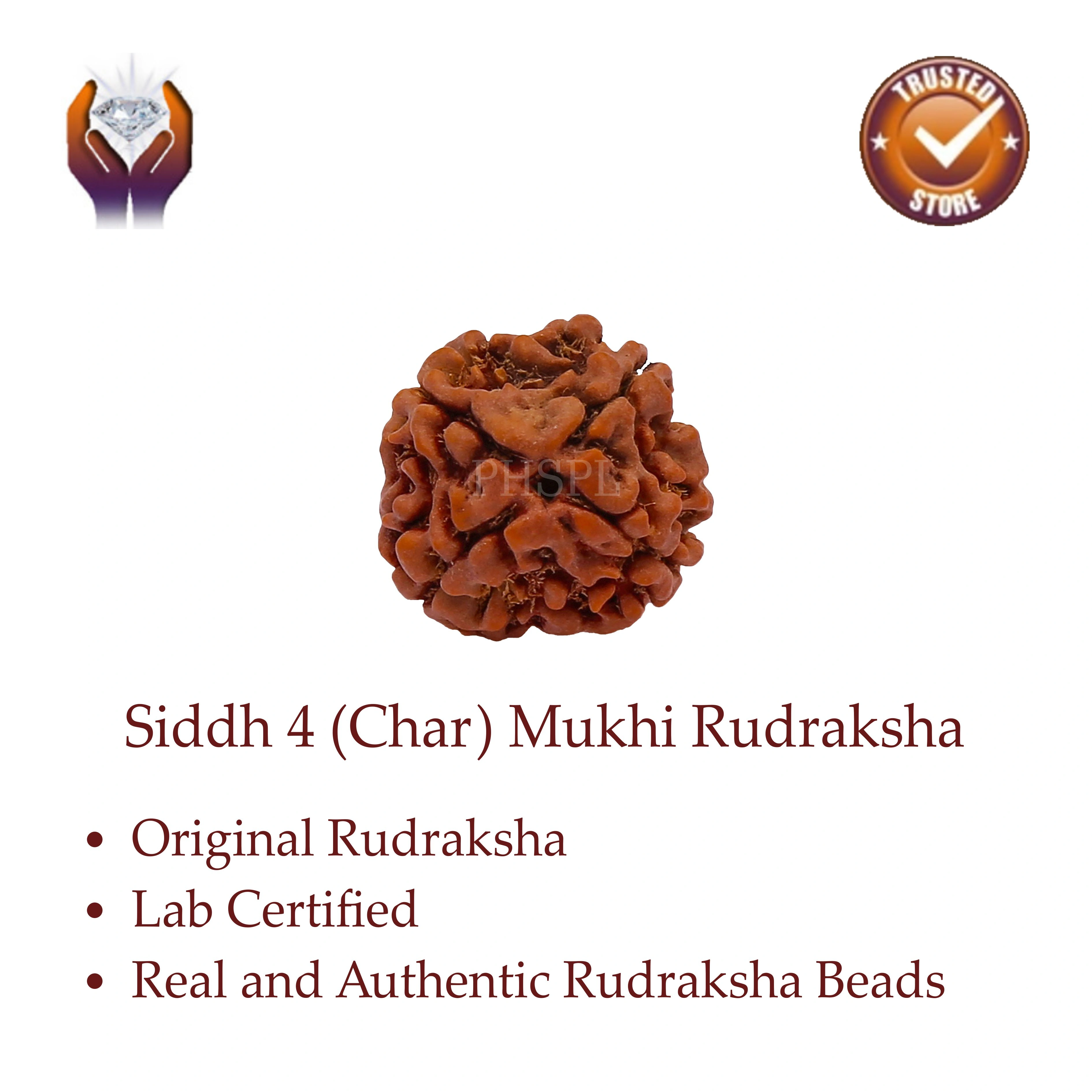 Char Mukhi Rudraksha