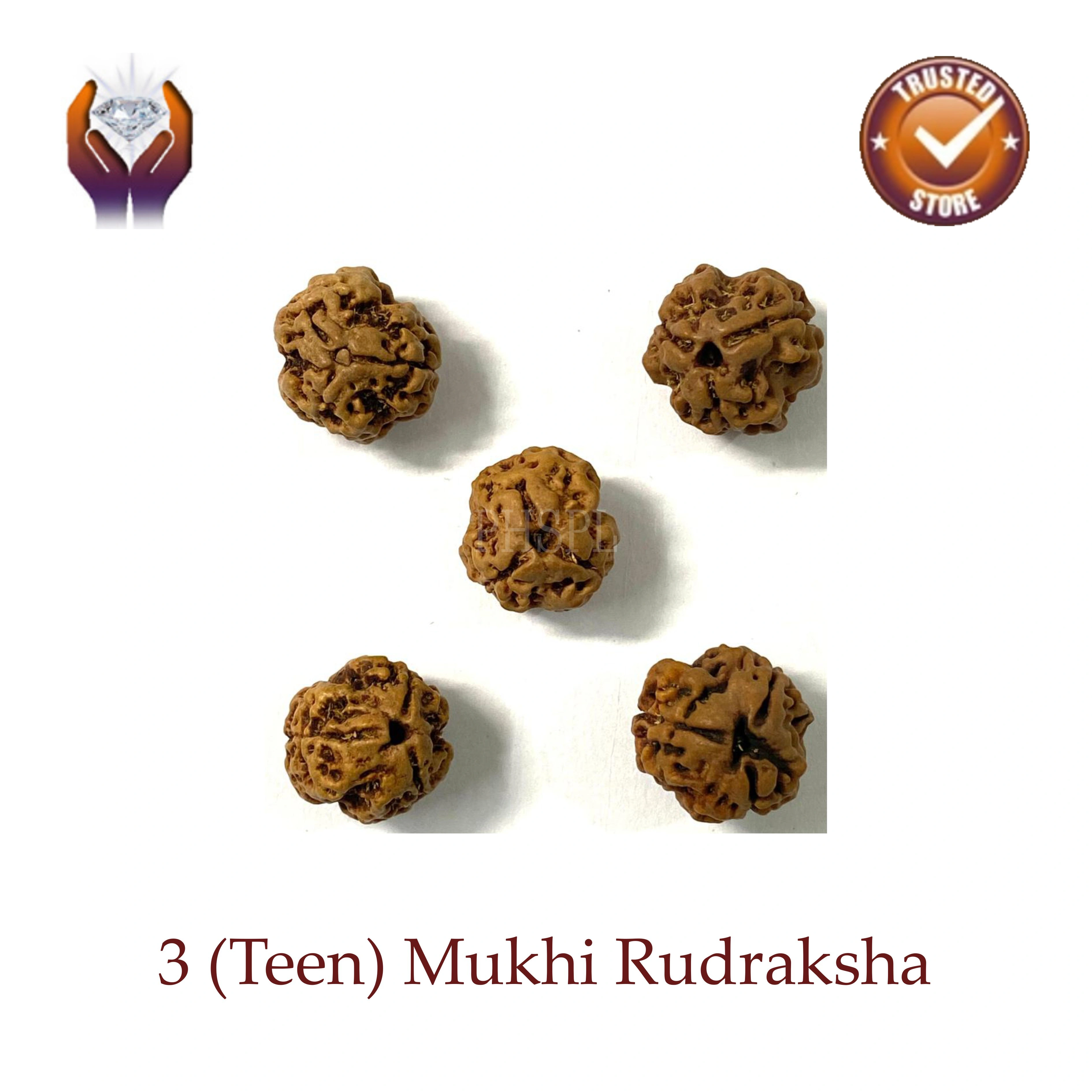 Three Mukhi Rudraksha