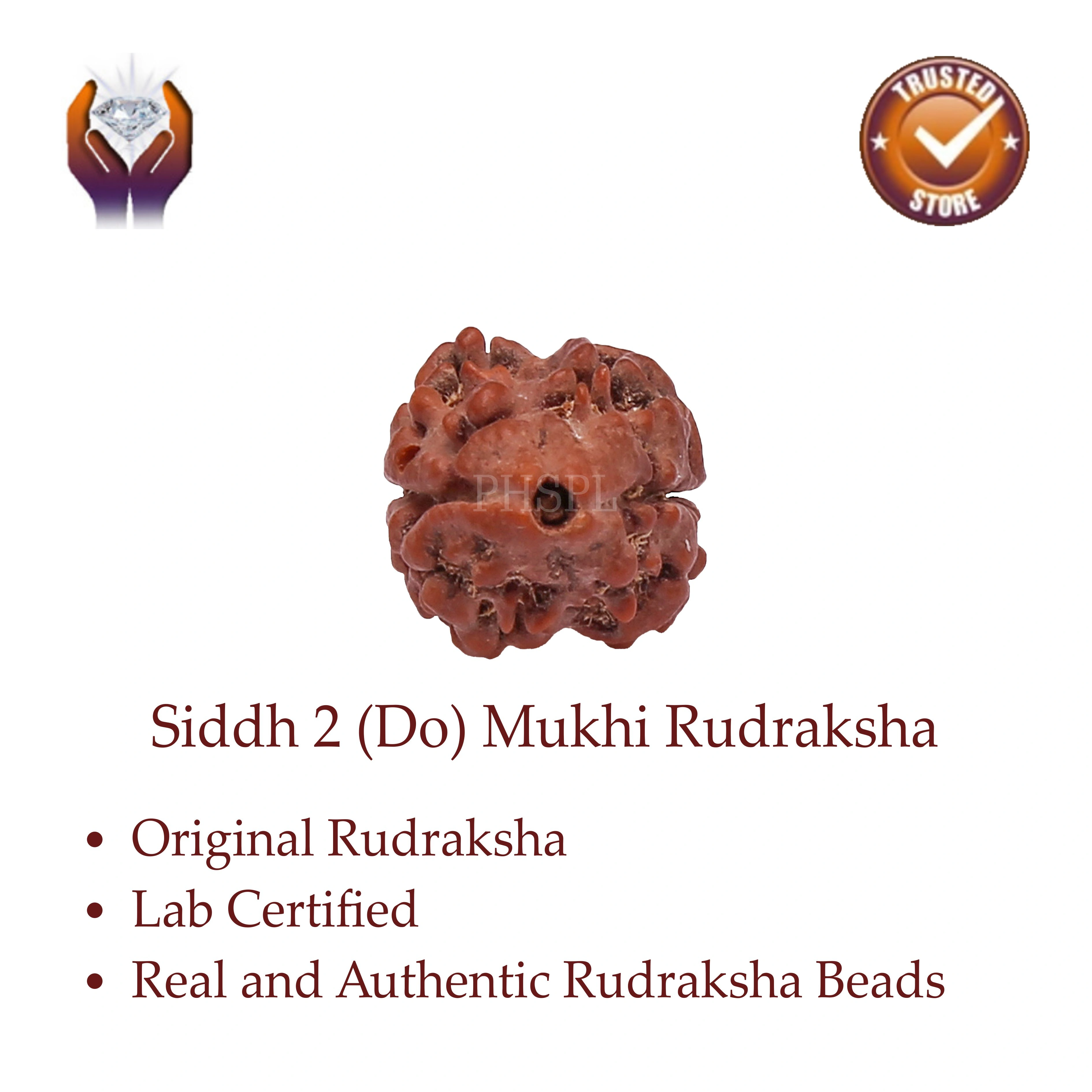 2 Mukhi Rudraksha