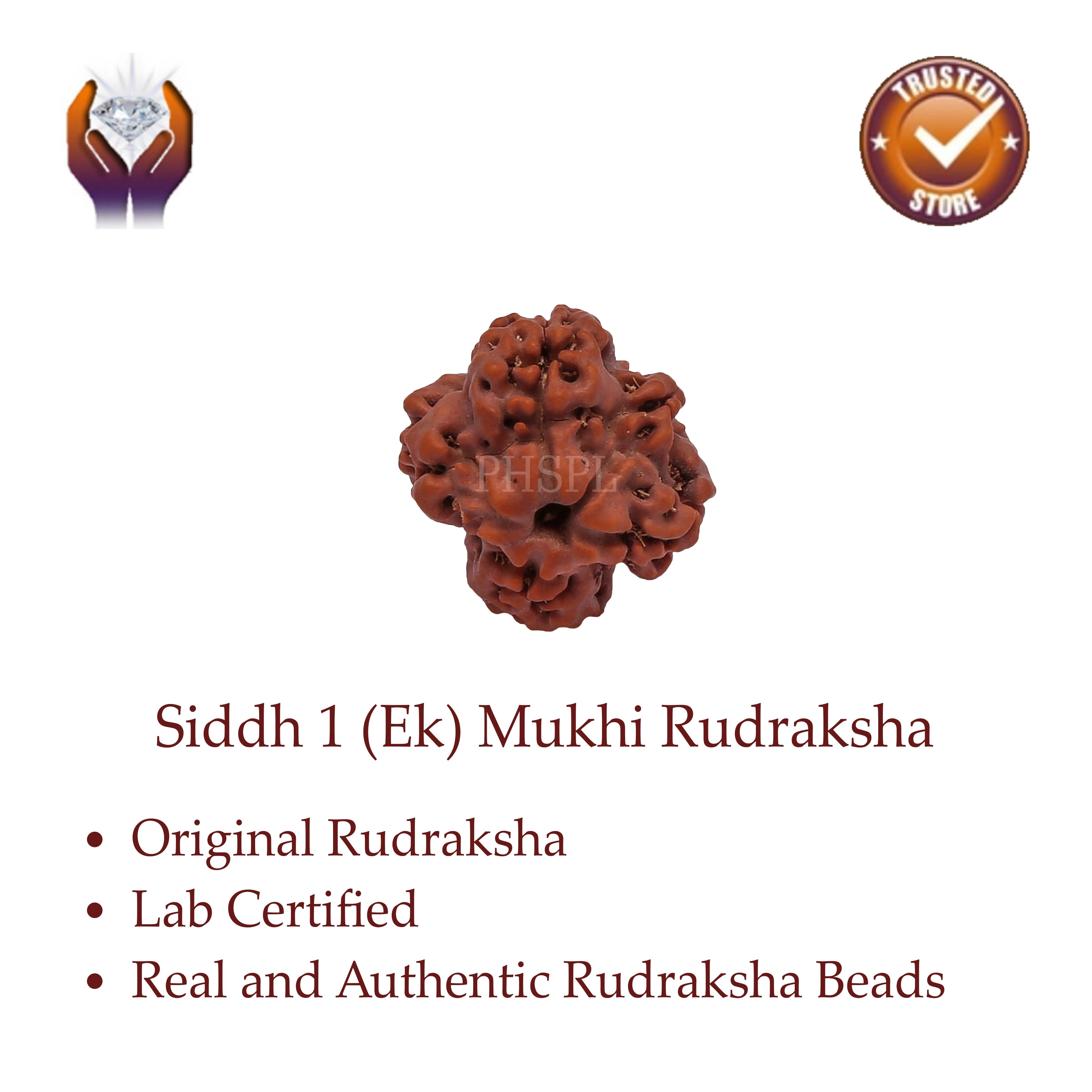 Ek Mukhi Rudraksha