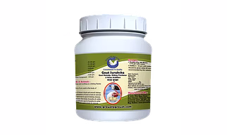 Pigeons : Gout Suraksha – Gout Medicine, Kidney Freshener And Urine Acidifiers