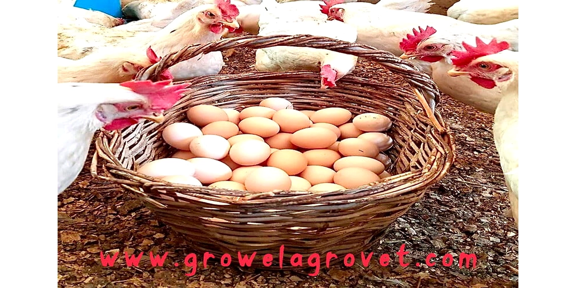 Layer Poultry Farming Guide For Beginners