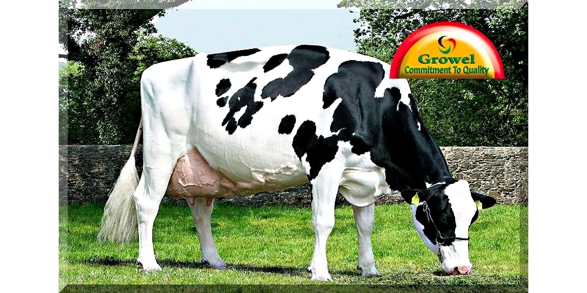 Dairy Farming Information