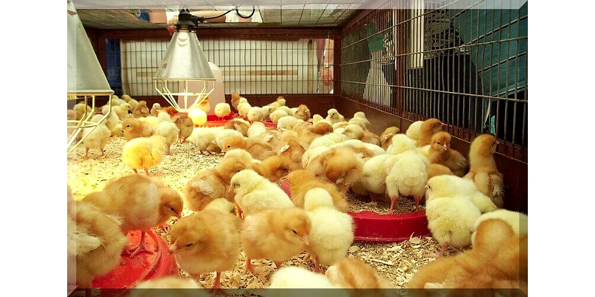 Brooding Management In Poultry