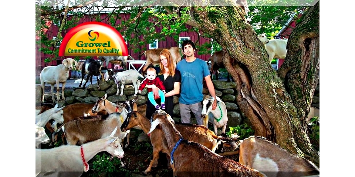 Importance Of Vitamins & Minerals For Goat