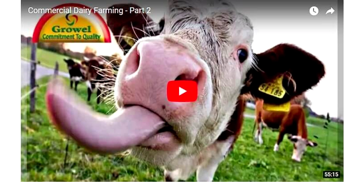 Commercial Dairy Farming- Part 2