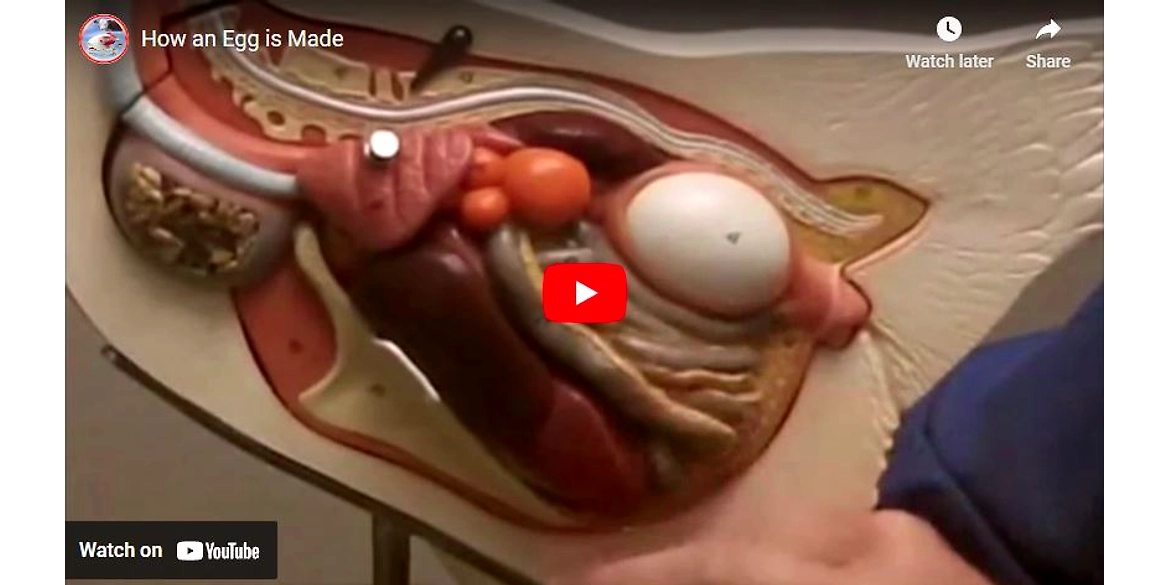 How An Egg Is Made