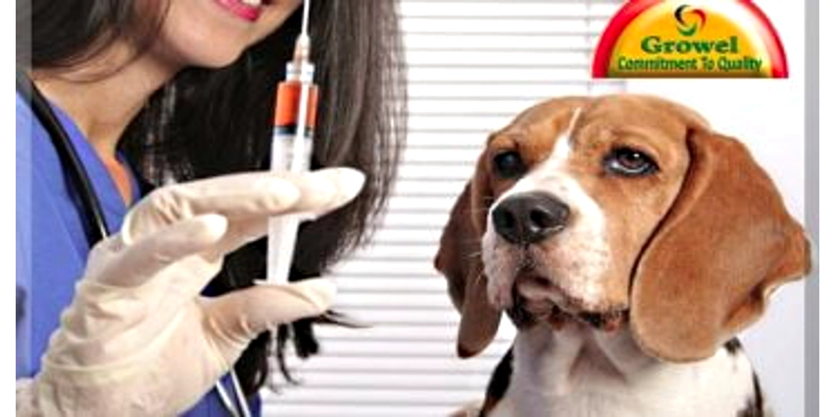 Importance Of Vaccination For Dogs
