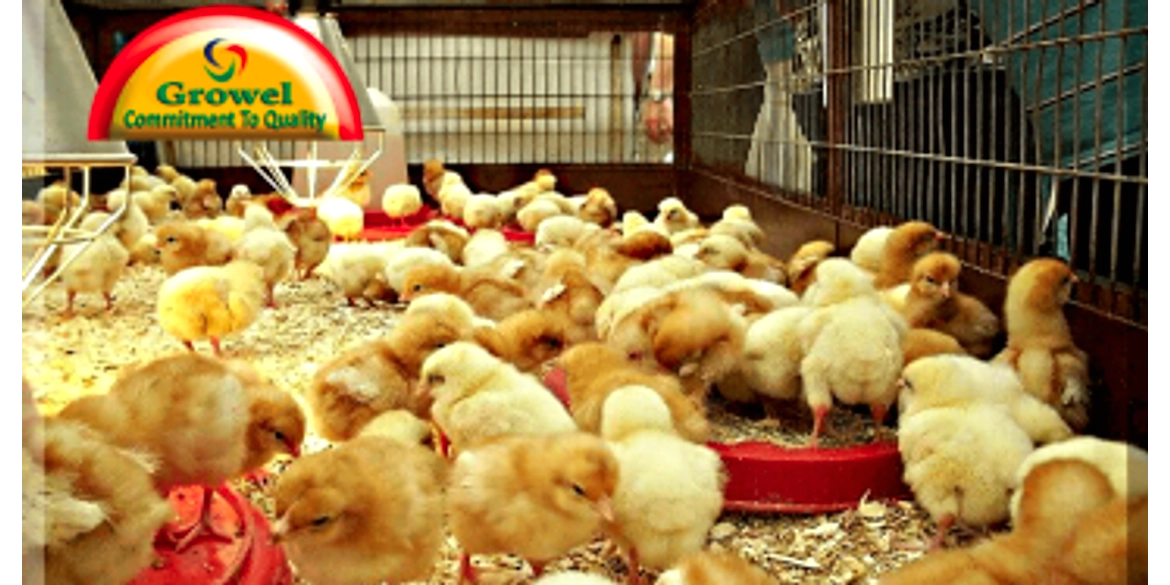 Broiler Brooding Management Video