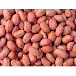 bold peanut 50-60