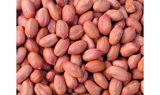 Bold Peanut 50-60