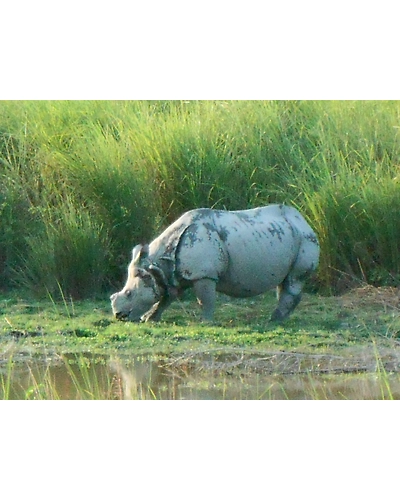 Kaziranga Package-1