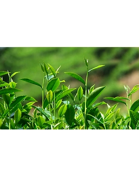 Assam Tea Garden, Tea Garden