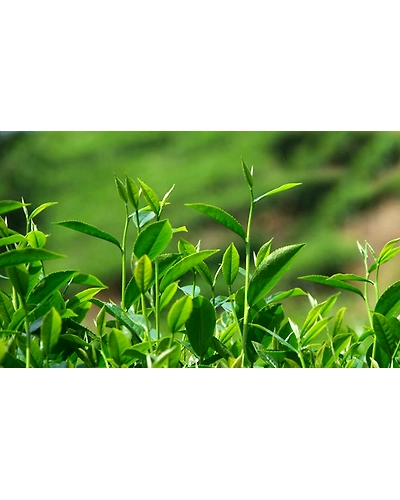 Assam Tea Garden, Tea Garden