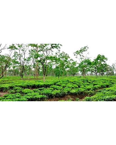 Tea Garden