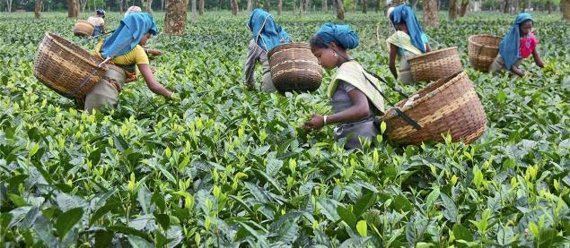 Tea Garden of Assam