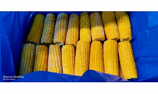 Frozen Sweet Corn on Cob