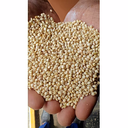 sorghum