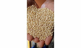 Sorghum