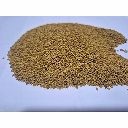 alfalfa seeds – high germination, indian origin