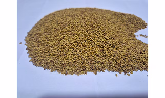 Alfalfa Seeds – High Germination, Indian Origin