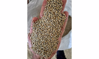 Bajra (Pearl Millet) – Premium Indian Grain
