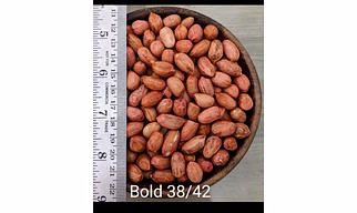 Bold Peanuts – High Oil Content, Indian Origin