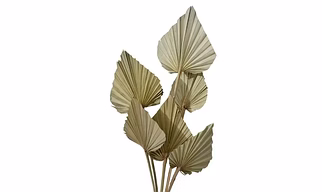 Natural Dried Palm Leaves