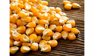 Yellow Maize