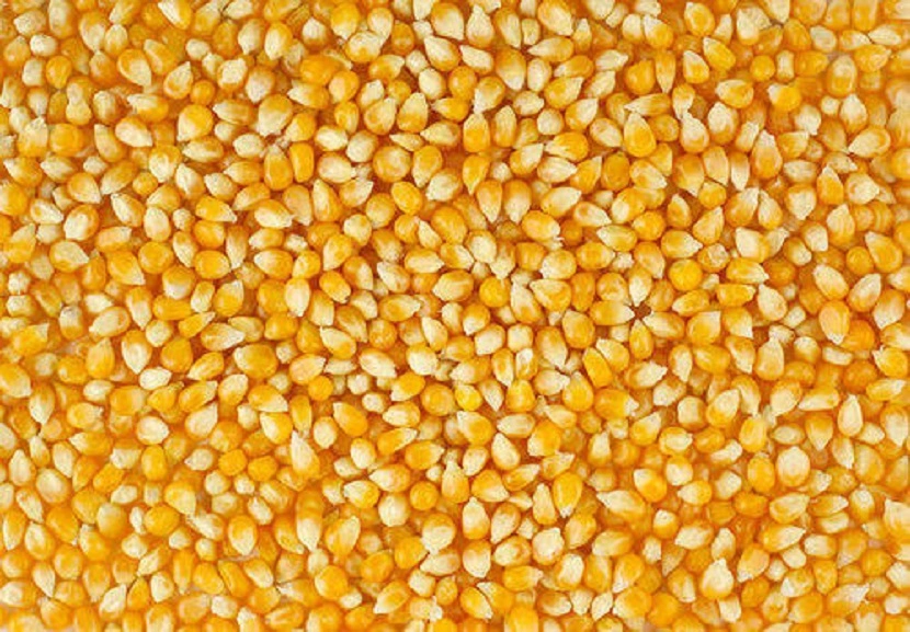 Yellow Maize-1