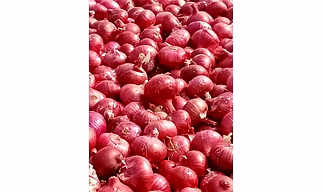 Onion