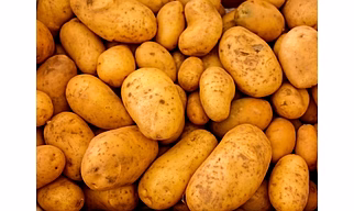 Potato