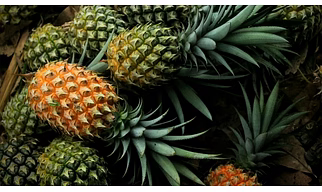 Assam Pineapple
