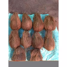 Semi Husked Coconut