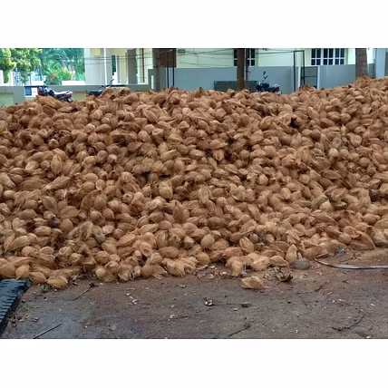 Semi Husked Coconut-1