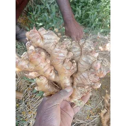 Fresh Ginger-2