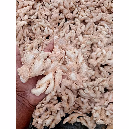 Fresh Ginger-3