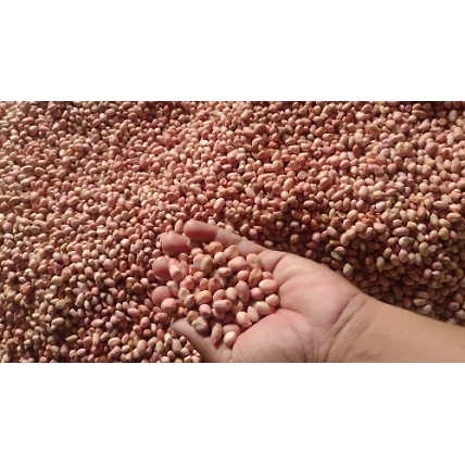 Java Pea Nut-6